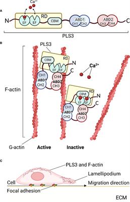 The intricate mechanism of PLS3 in bone homeostasis and disease